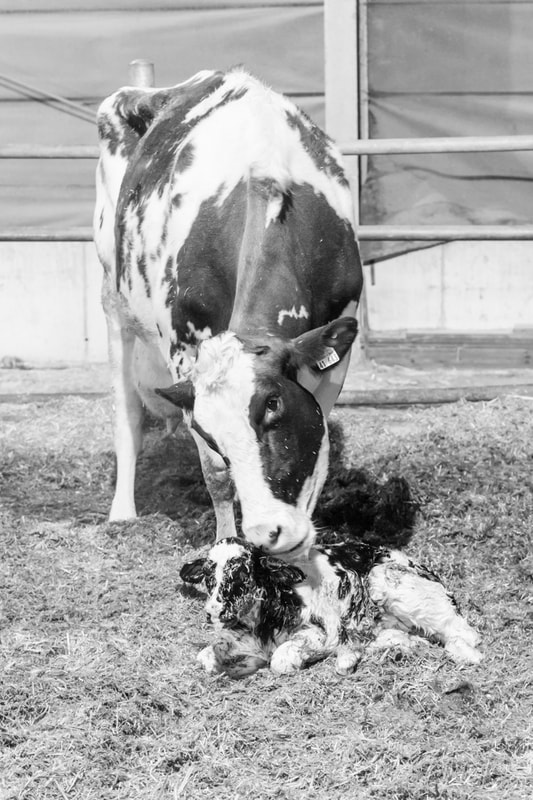 Kuh mit neugeborenem Kalb auf dem Hof Köhne im Sauerland, Januar 2020